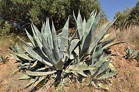 On the Mediterranean island of Crete, Greece