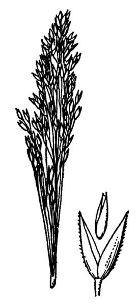 File:Agrostis rossiae drawing.png