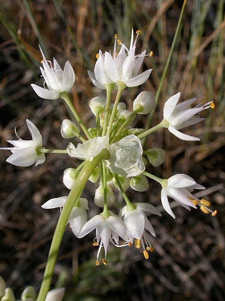 File:Allium cernuum (3287845832).jpg