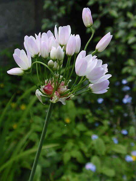 File:Allium roseum2.jpg