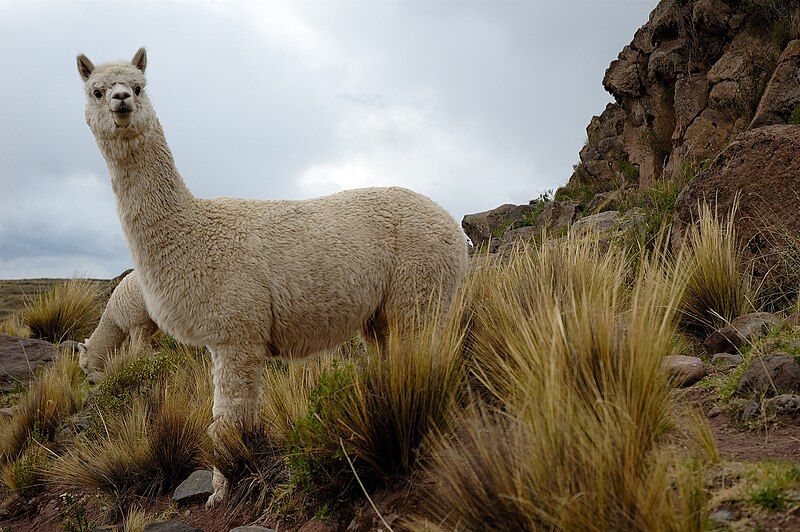 File:Alpacas Sillustani (pixinn.net).jpg