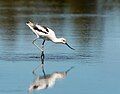 Image 52American avocet