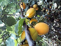 Apricot fruits