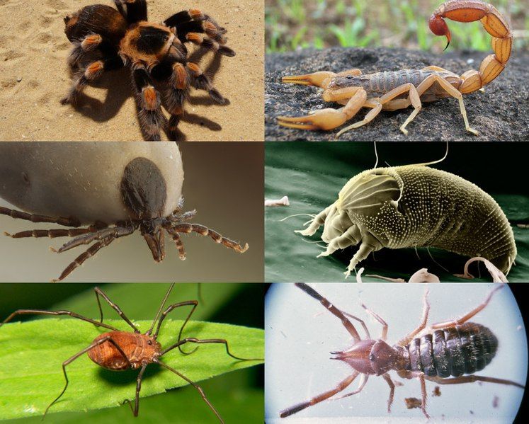 File:Arachnid collage.jpg