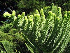 Foliage from a mature tree