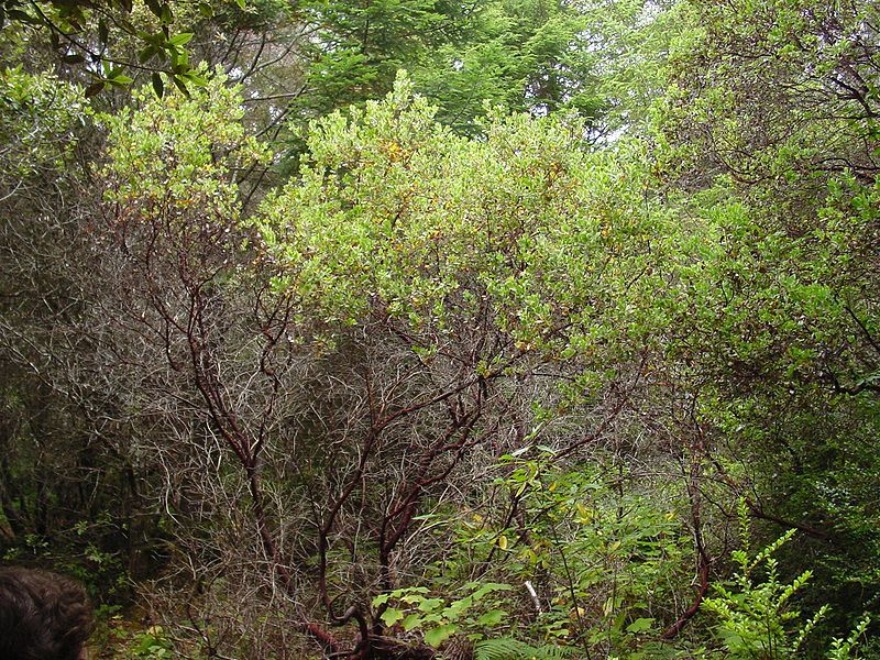 File:Arctostaphylos columbiana.jpg