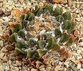 Ariocarpus scaphirostris