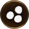 Aspergillus anthodesmis growing on MEAOX plate