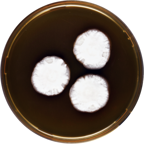 File:Aspergillus anthodesmis meaox.png