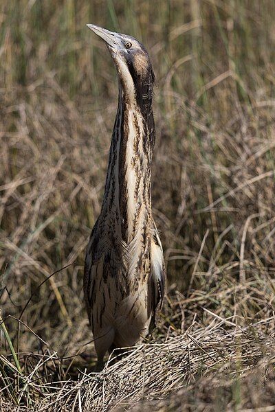 File:Australasian Bittern 09042017-23.jpg