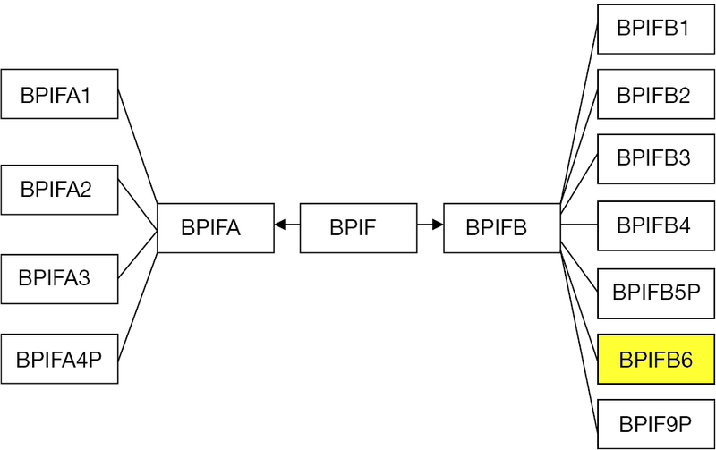 File:BPIFfamily-BPIFB6.png