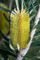 Your newest B. marginata photo. Though technically excellent, none of the flowers have reached anthesis, so this is a bit like taking a photo of a flower bud rather than an open flower.