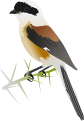 Bay-backed Shrike