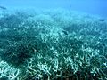 Image 1Repeated coral bleaching has been damaging the Great Barrier Reef and threatens reefs worldwide.[1]