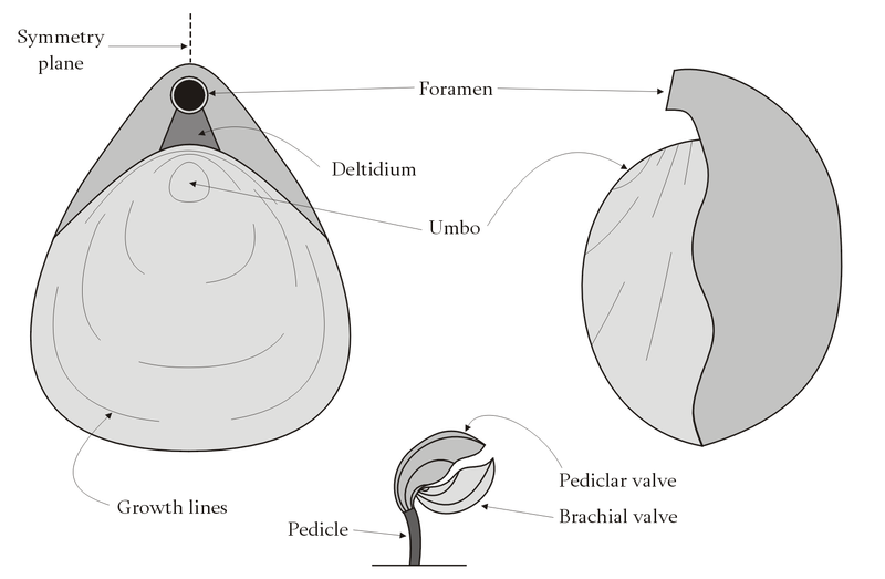 File:Brachiopoda-morphology.png