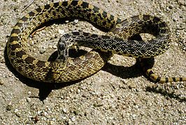 Bullsnake