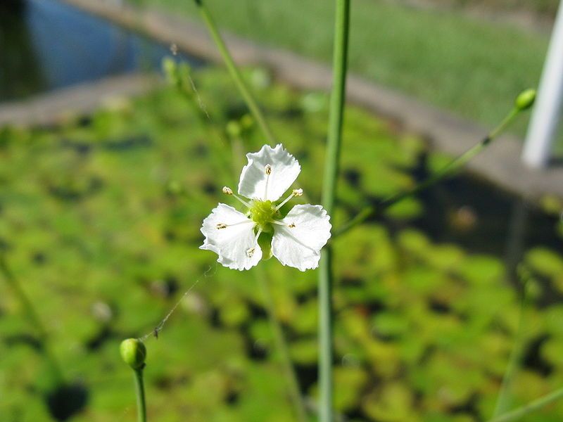 File:Caldesia parnassiifolia2.jpg