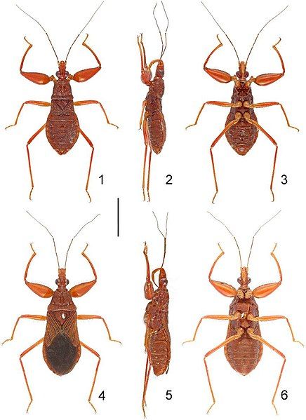 File:Camarochiloides-weiweii-Chen-Liu-Li-Cai.jpg