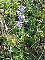 Campanula rhomboidalis