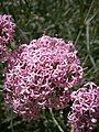 Centranthus angustifolius