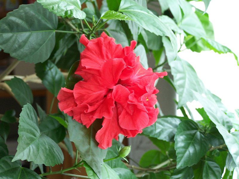 File:Chinese rose hibiscus.jpg