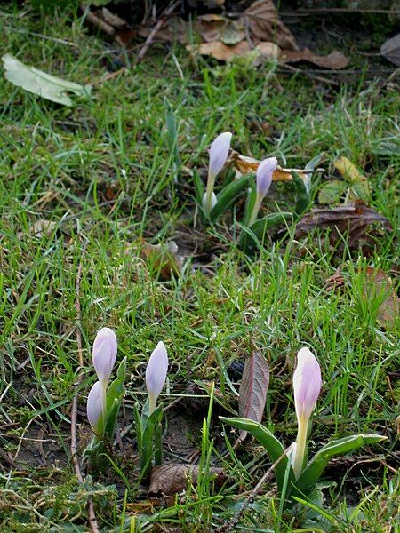 File:Colchicum hungaricum clump.jpg