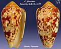 Conus floccatus Sowerby, G.B. I, 1841