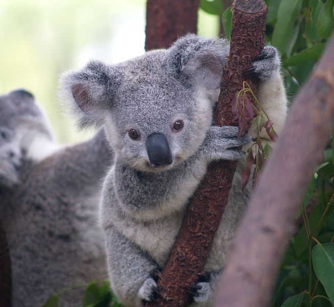 File:Cutest Koala.jpg