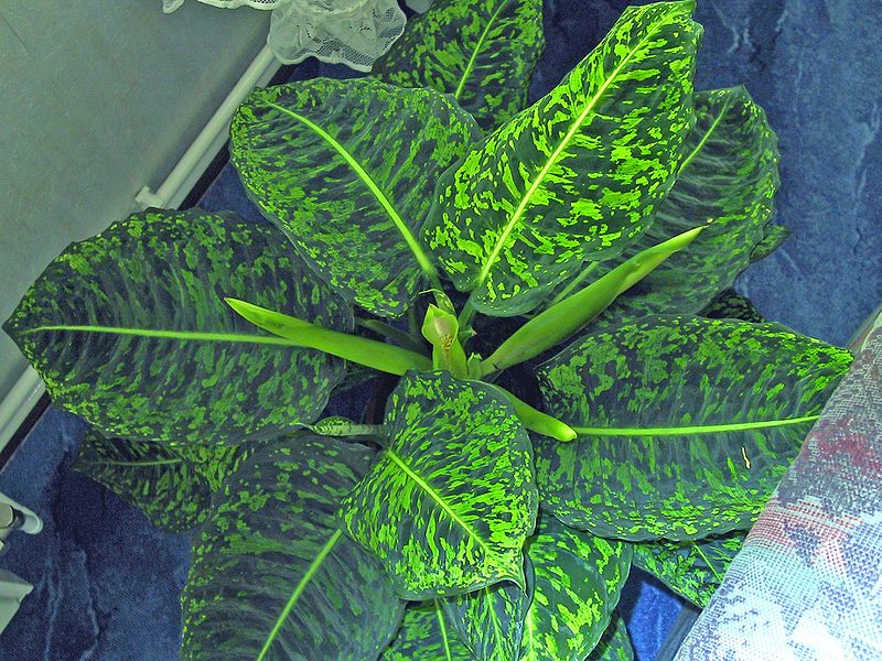 File:Dieffenbachia-01.jpg