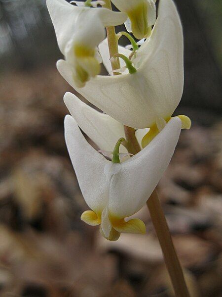 File:Dutchman's breeches closeup.JPG