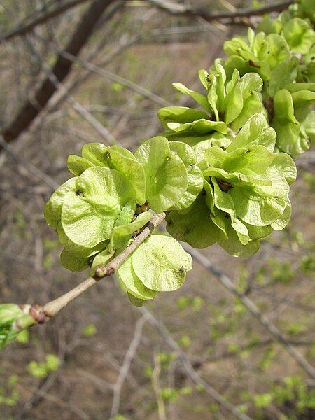 File:Elm in beijing.JPG