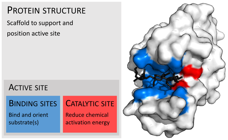 File:Enzyme structure.svg