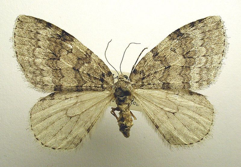 File:Epirrita christyi.jpg