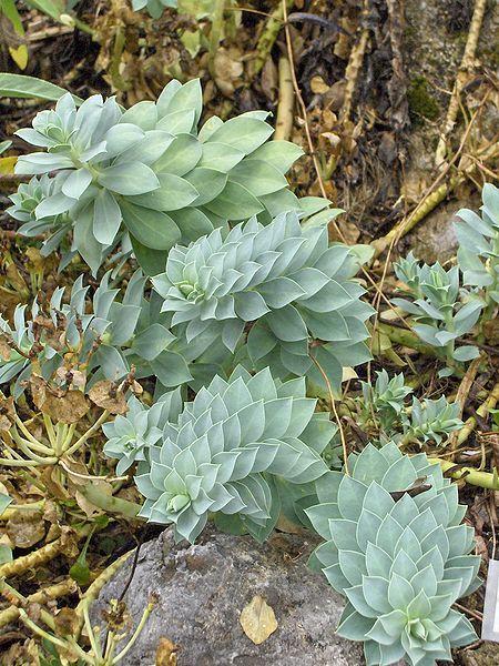 File:Euphorbia myrsinites.JPG