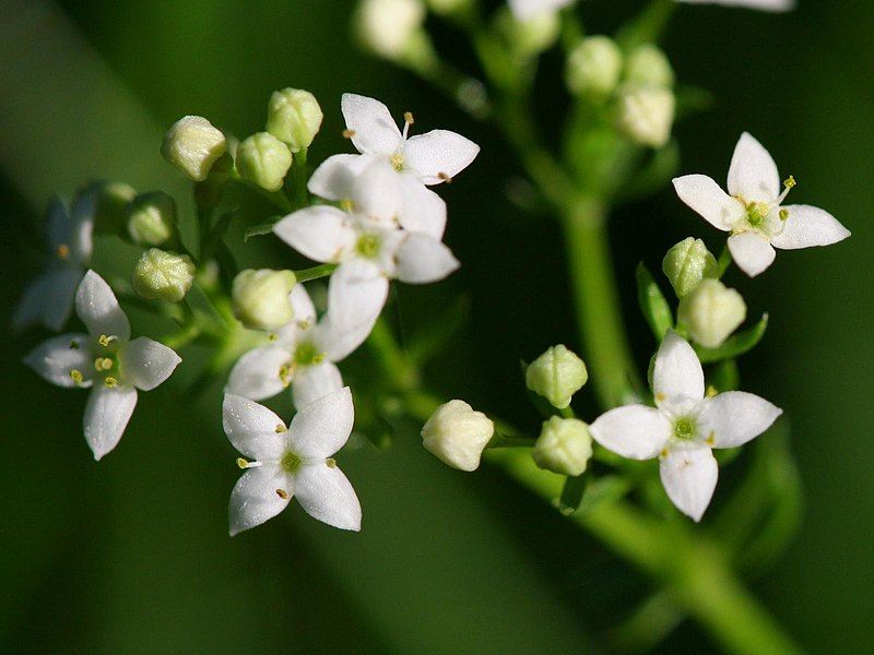 File:Galium harcynicum detail.jpeg