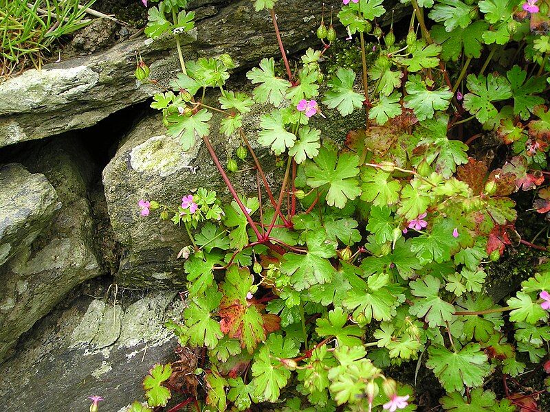 File:Geranium lucidum, Wales.jpg