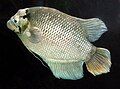 Giant gourami (Osphronemus goramy)