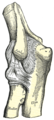 Left elbow-joint showing posterior and radial collateral ligaments