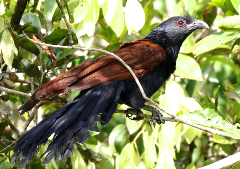 File:Greater Coucal.png