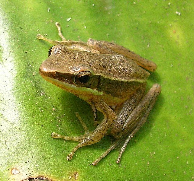 File:H aurantiaca.jpg