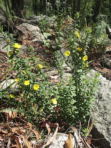 File:Hibbertia rhynchocalyx habit.jpg