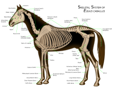 Horse anatomy