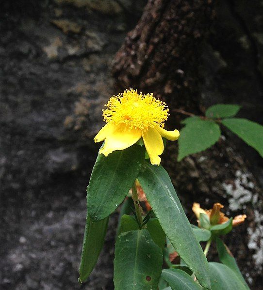 File:Hypericum frondosum.jpg