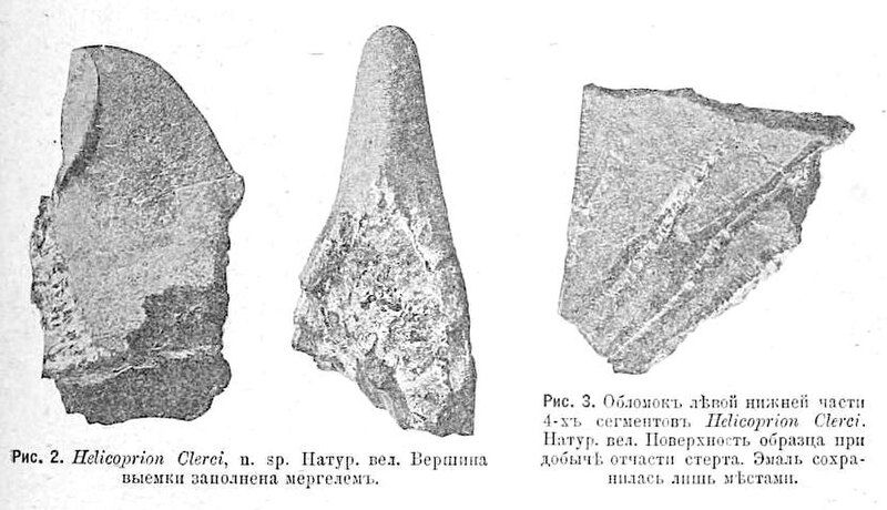 File:Isolated parahelicoprion teeth.jpg