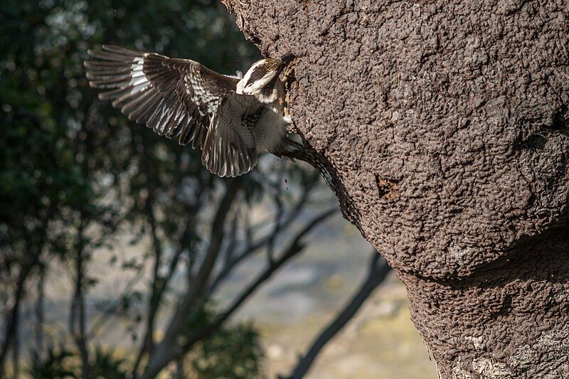 File:Kookaburra-making-hollow-in-arboreal-termite-nest 1.jpg