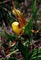 Yellow Ladyslipper at Lake Bronson State Park