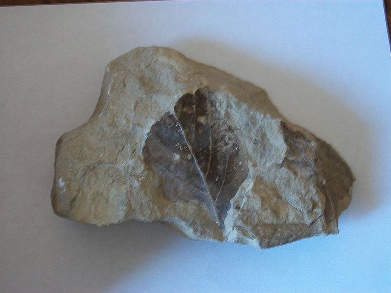 File:Leaf Fossil.jpg