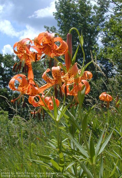 File:Lilium michiganense 2.jpg