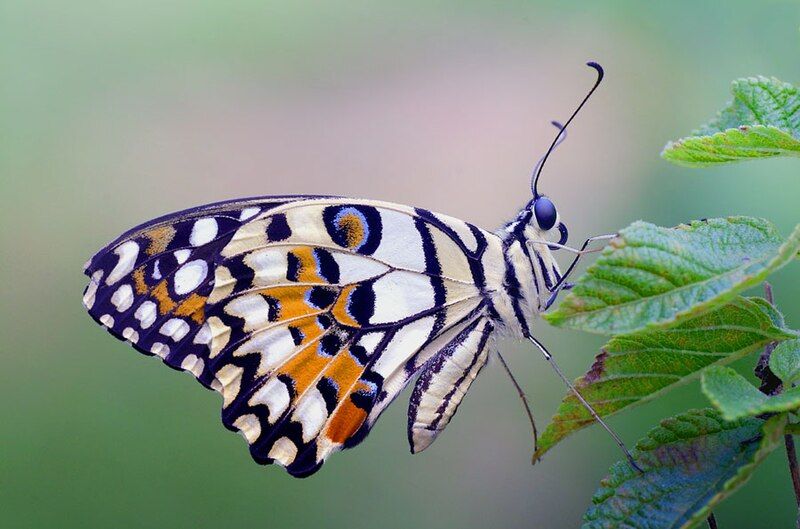 File:Lime butterfly.jpg