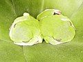 White Mouthed Tree Frogs